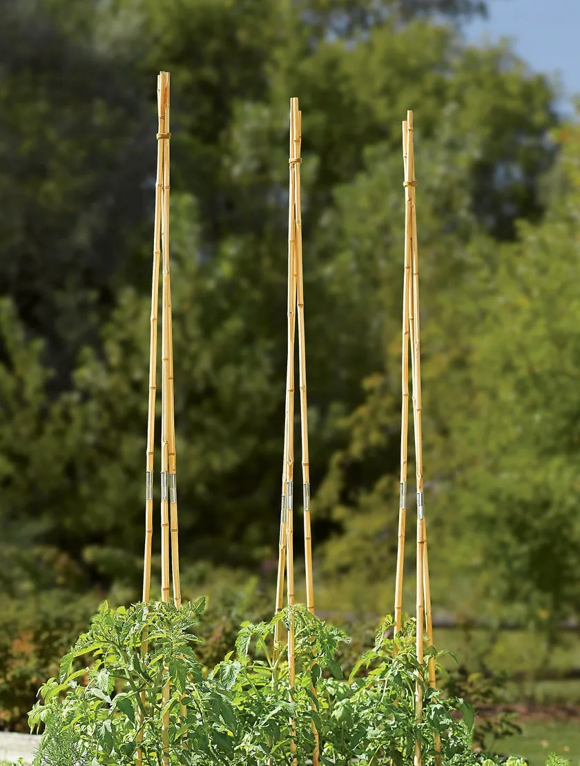 Amazon Hot Sell Thin Bambo Poles For Plant Support 60cm*6/8mm - Buy ...