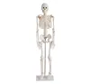 85 CM Human plastic skeleton model ,skeleton bones
