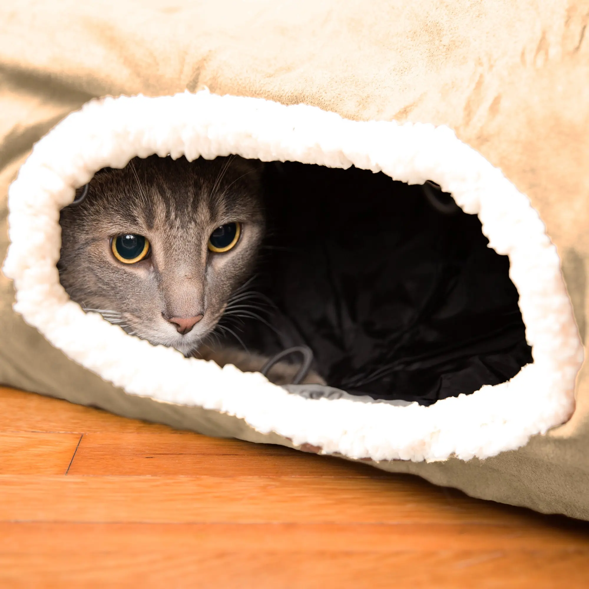 cat hiding toys