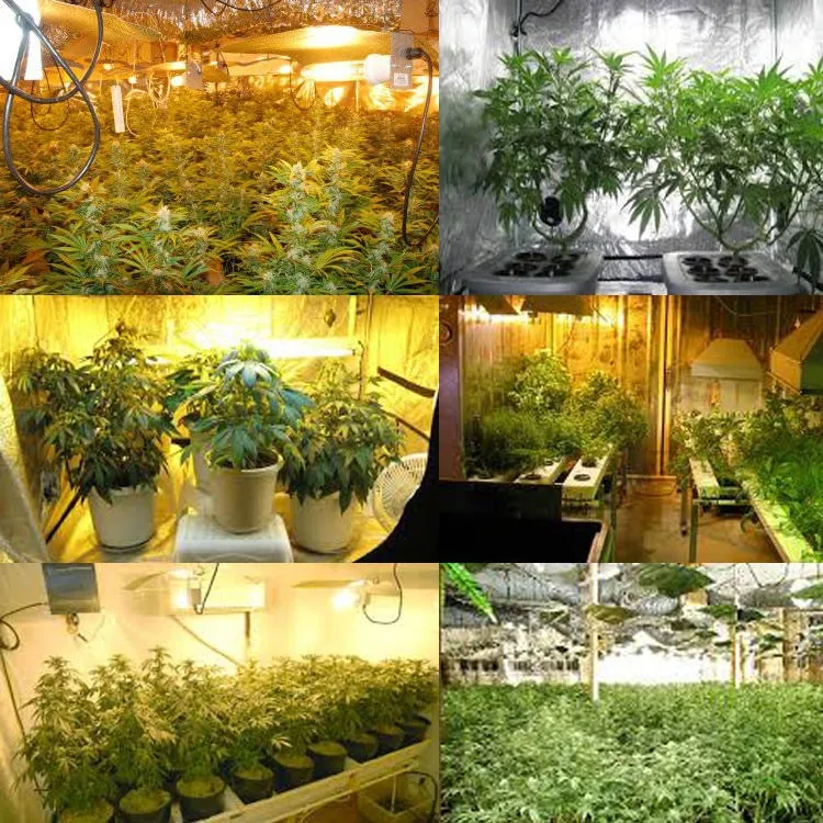 2-grow-light-tent