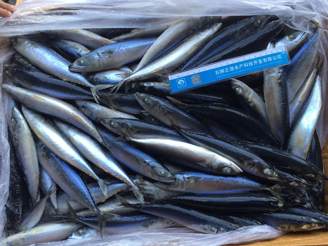 120150g New Season Fishing Fresh Frozen Pacific Mackerel For Sale