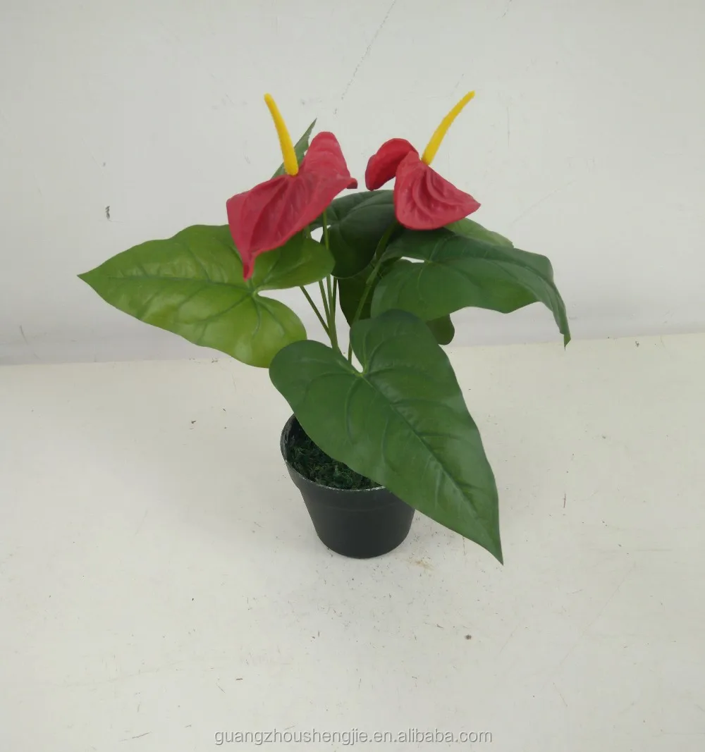 Anthurium Artificial Flowers Anthurium Plants For Sale Buy Anthurium