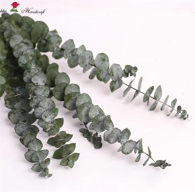 Wholesale Natural Dried Eucalyptus Preserved Eucalyptus Leaves For
