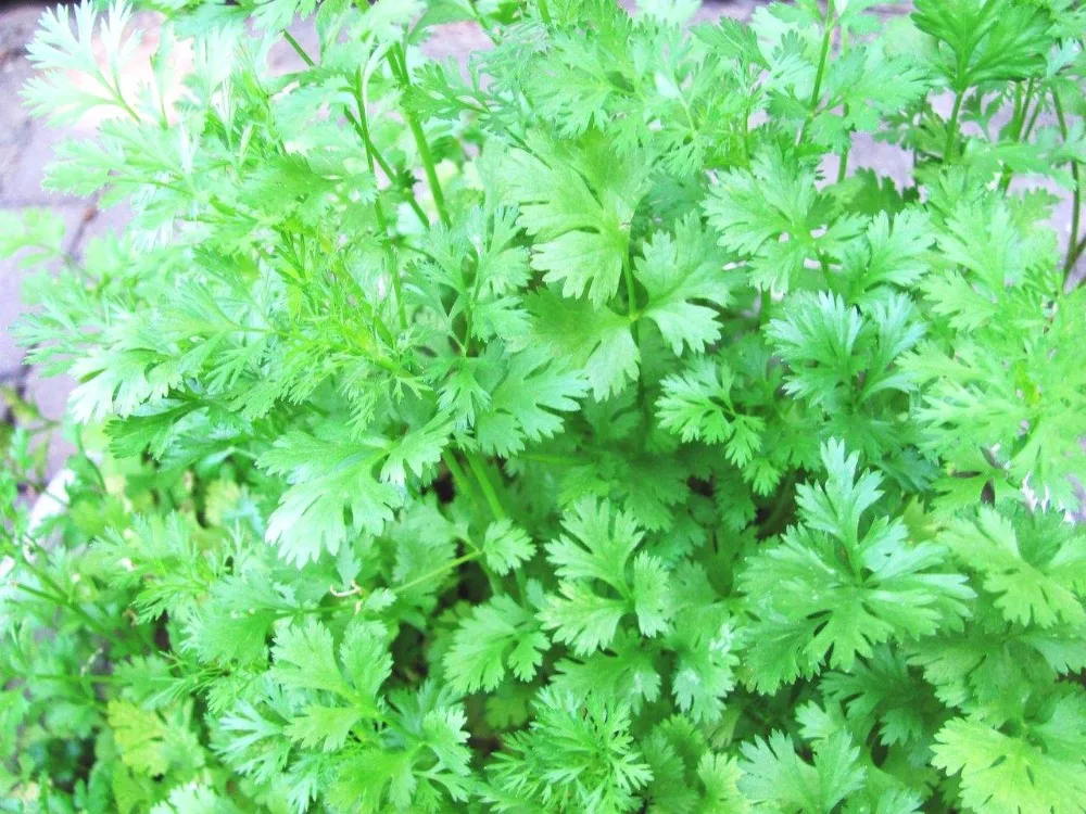 Manufacturer Export Coriander Chinese Parsley Seeds Extract Powder