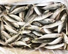 Seafoods and frozen food Whole Round Mackerel Scad With Cheaper Price