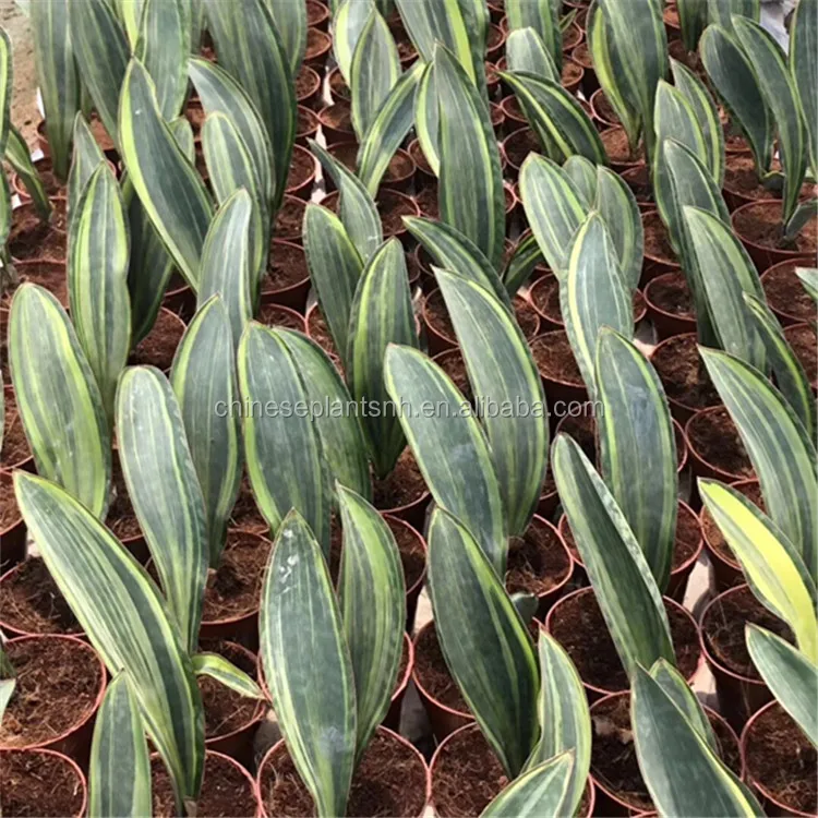 sansevieria (4)