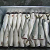 mackerel fish frozen breaded fish fillet dried mackerel salt fish head and body HGT pacific mackerel