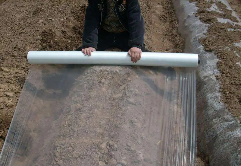 mulch film application1.jpg