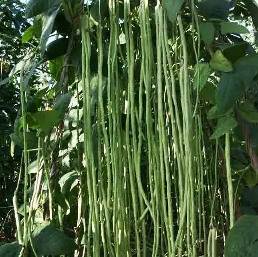 Disease-resistant High Yield Green Wishful Cowpea Seeds - Buy Cowpea ...