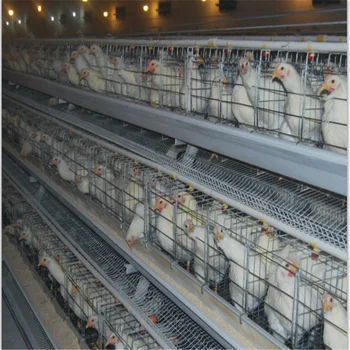 Top Vente Poulailler Industrielcages à Oeufs De Poulet Buy Poulailler Industrielcages De Couche Doeufs De Pouletgrillage Galvanisé De Poulailler