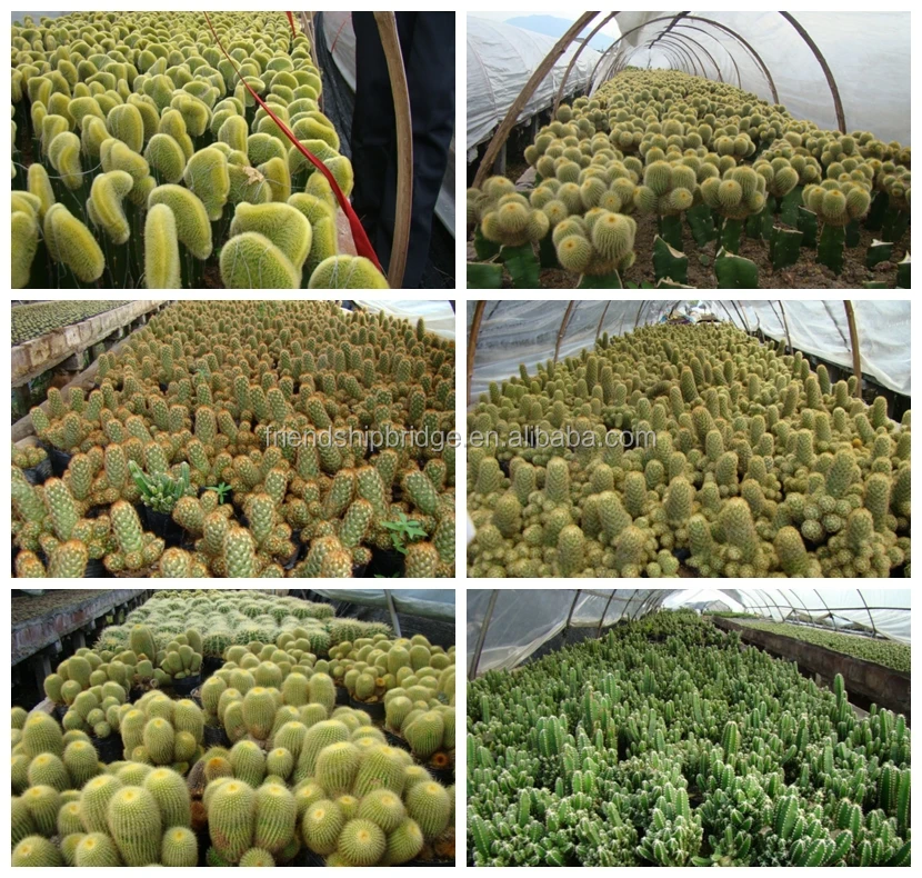 mini small big size multi color outdoor indoor cactus bonsai