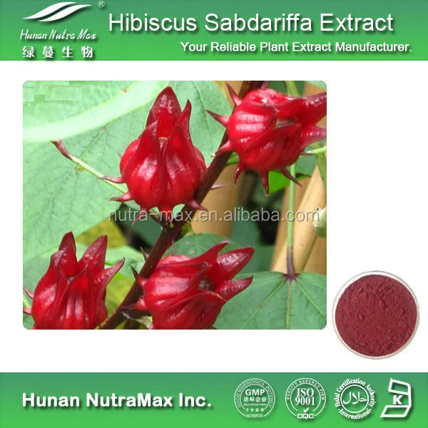 Hibiscus Sabdariffa Extracthibiscus Sabdariffa Extract Powdernatural Hibiscus Sabdariffa 9065