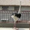 Ornamental Birds Artificial Ostrich Figurine With Removable Head
