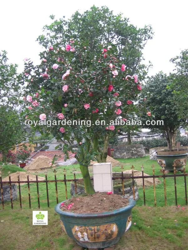 Camellia 4.JPG