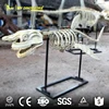 My Dino-AS017 Life Size Fiberglass Skeleton Artificial Shark Skeleton Model