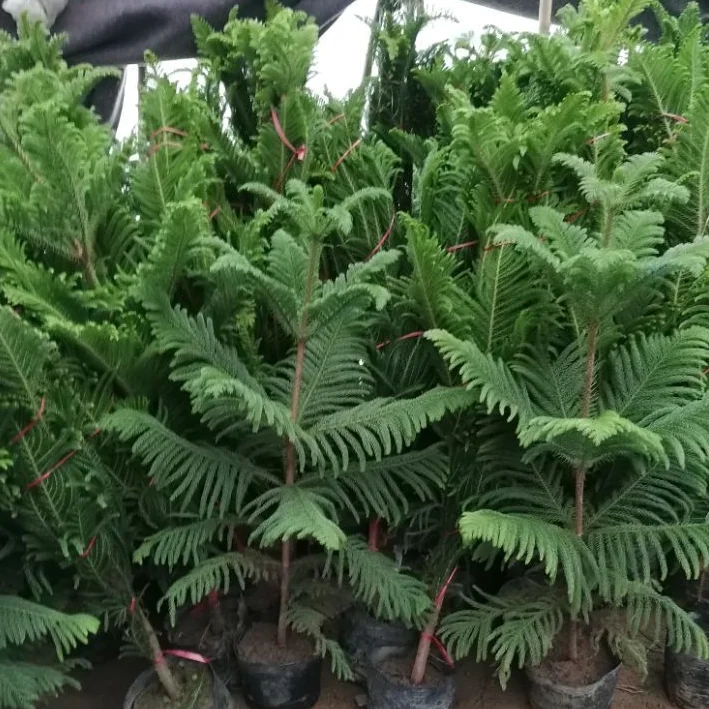  Araucaria Seeds (1).png