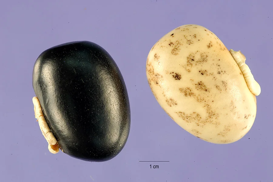 Mucuna семена Mucuna семена канареечное семя синицам