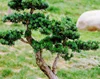 Indoor plant Podocarpus macrophyllus Mini bonsai tree