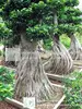 Ficus microcarpa root shape