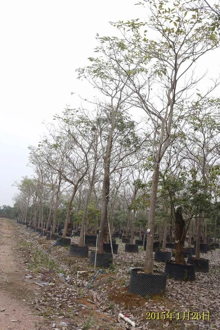 Wholesale Street Landscape Blooming Tabebuia Pentaphylla Tree Seedling