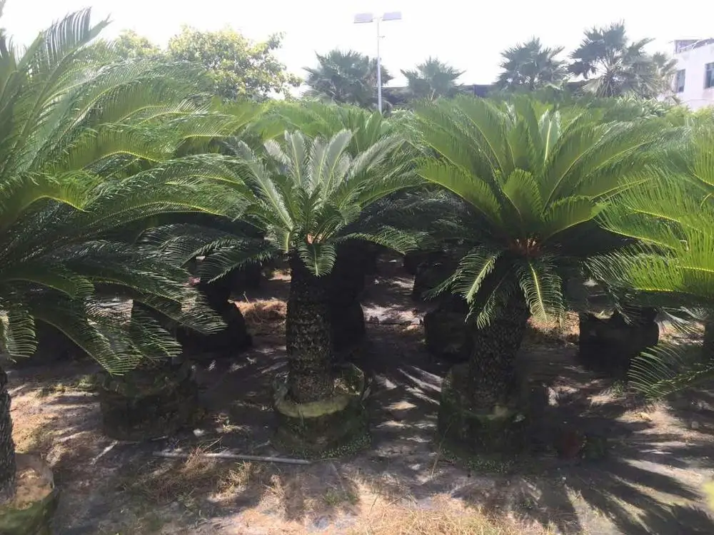 Bonsai Plants High Quality Cycas Revoluta For Sale - Buy High Quality