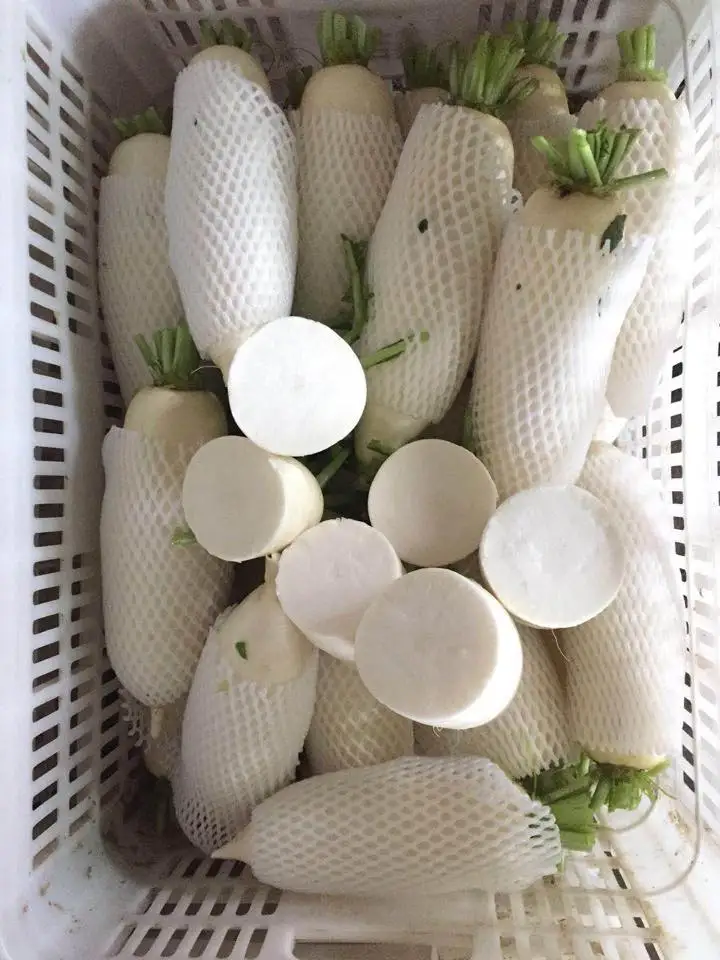 chinese export fresh white radish