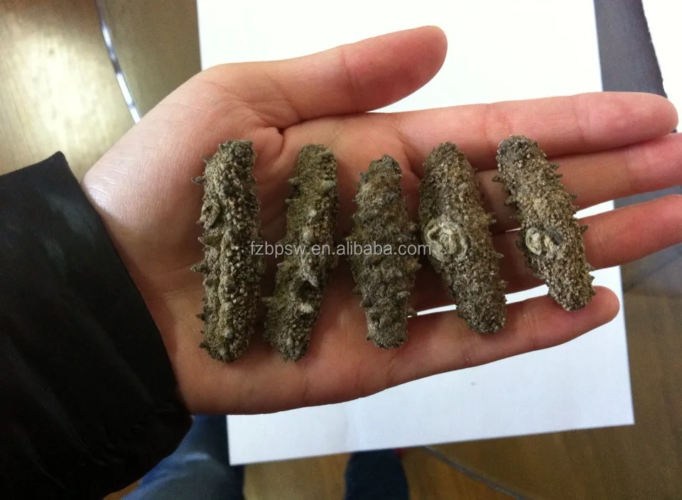 sea cucumber-brown.jpg