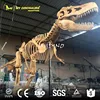 My Dino DS-004 Real Size Resin Dinosaur Skeleton