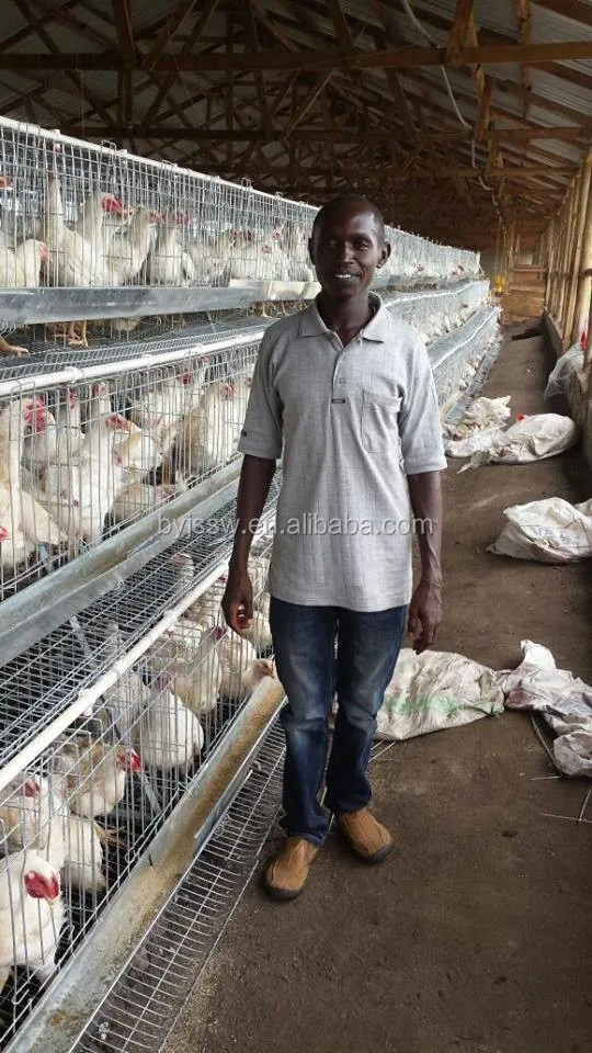 Zambia Layer Poultry Farm Chicken Cage For Sale - Buy Zambia Layer ...