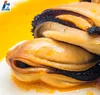 seafood frozen fresh mussel meat mytilus edulis for good sale