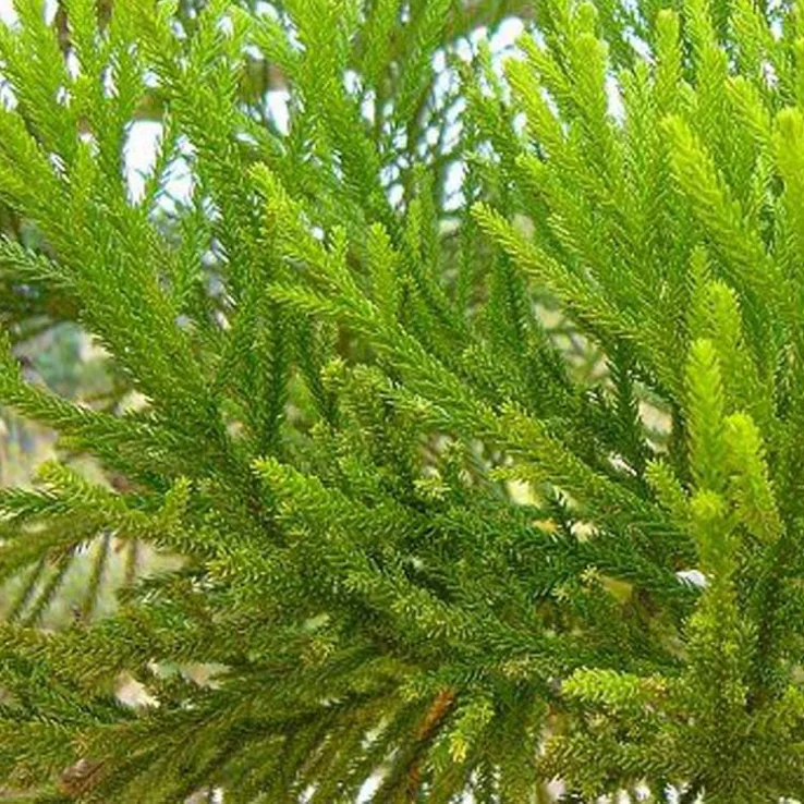 Platycladus Orientalis.png