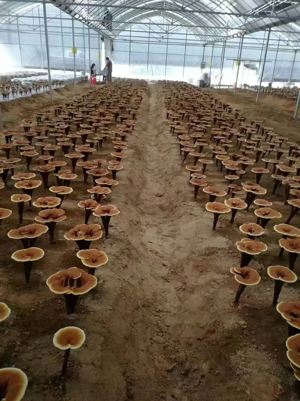 mmexport1498868590711