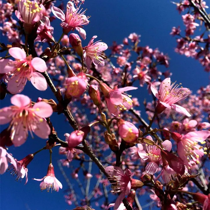 Hoge Kiemkracht zaden sierplanten van kersenbloesem boom zaden
