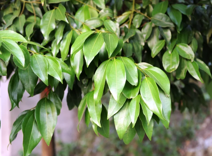 bay leaf oil pure natural for food grade