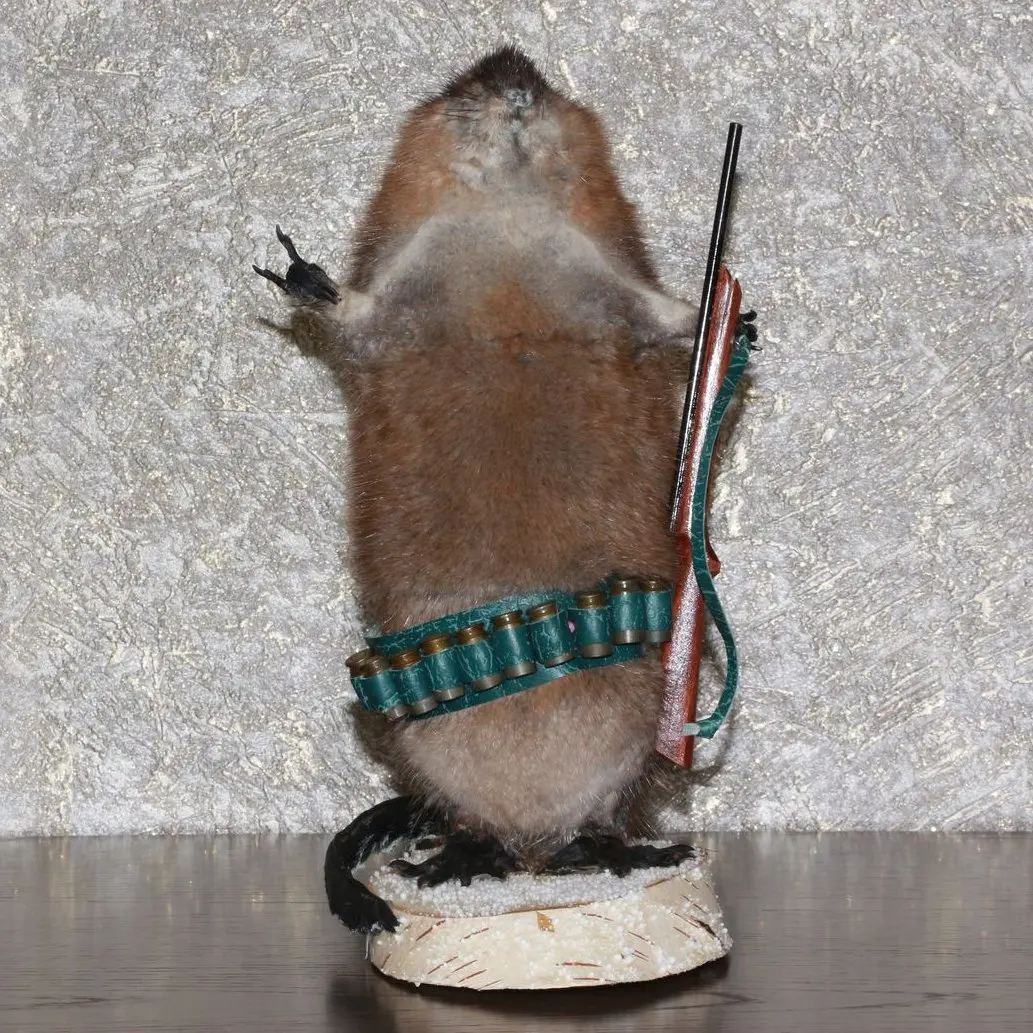 stuffed beaver taxidermy