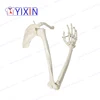 Human skeletal model of upper limb, arm, scapula, clavicle and upper arm