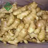 10kg carton fresh ginger Product Manufacturers