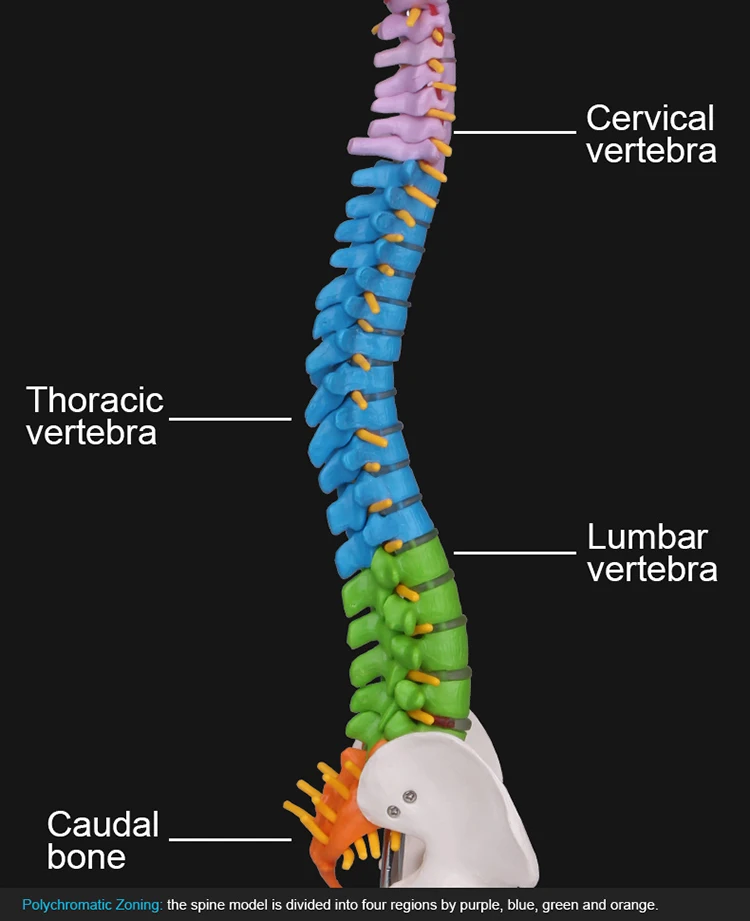 Leaf spine