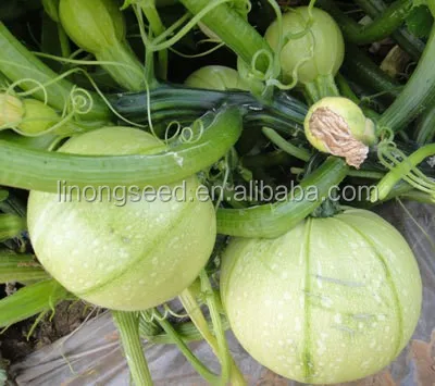 انواع الكوسا Chinese-f1-hybrid-squash-seeds-planting-seeds