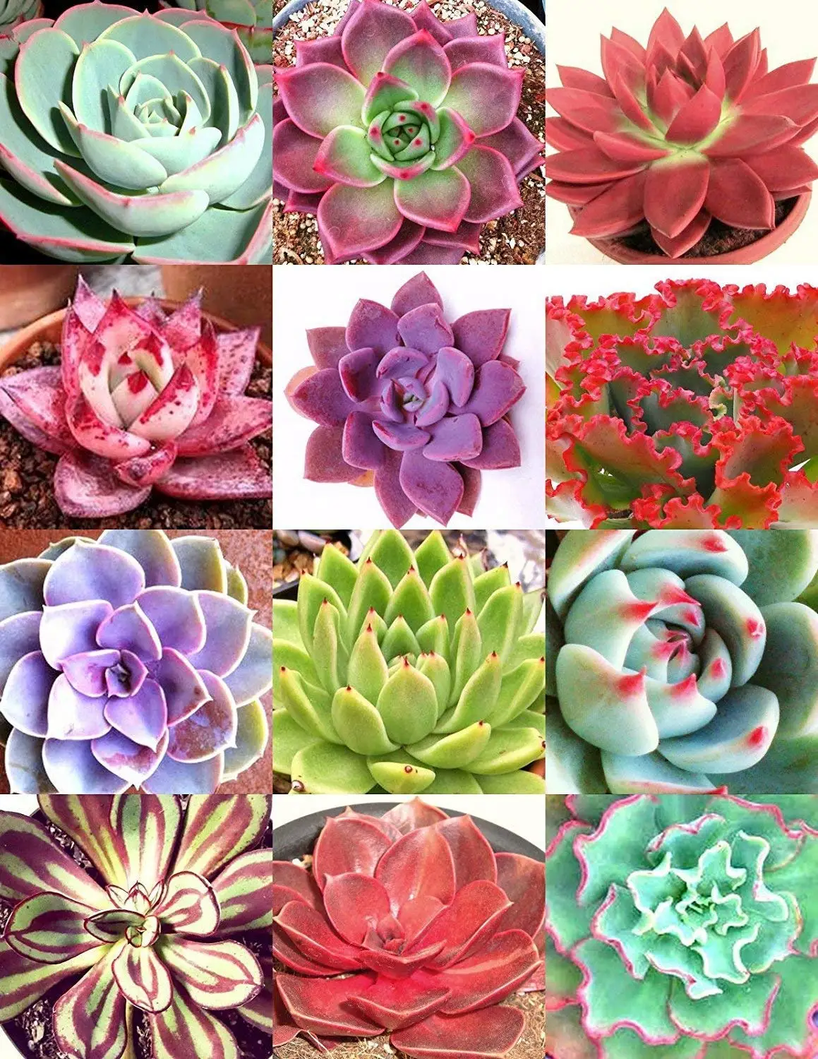 Cheap Rare Exotic Seeds, find Rare Exotic Seeds deals on line at