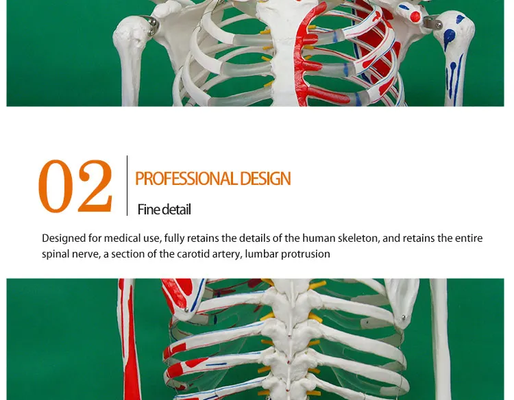 9 Life size skeleton.jpg