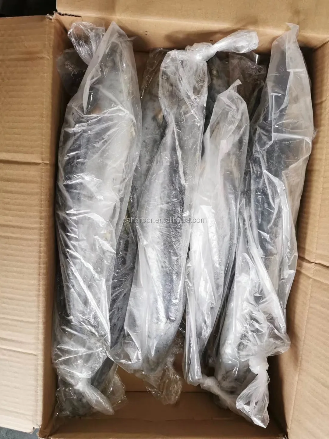 SPANISH MACKEREL (5).jpg