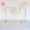 Best Quality Medical Promotion Model Canine Product Big Dog Skeleton For Veterinary Teaching