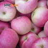 Excellent Quality Chinese Delicious Red Apple For Sale