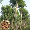 Tao hua xin mu Chinese rare plant tree seeds/Swietenia mahagoni seeds