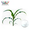 Chinese natural herb 100% corn leaf extract good for depression