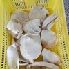 Boiled cooked equator squid fillet for sale/market