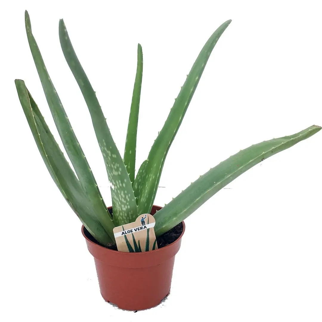 Aloe Vera Plant Face Find Deals On Line Aloe Vera Plant Live 6 5 Inch Pot From Crisp Plants