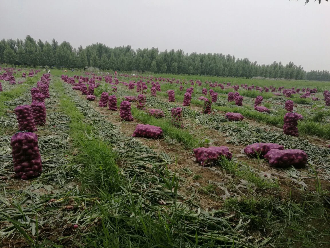 Hongda Supply 5 20 40 Quercetin Powder Onion Powder Onion Extract Buy Onion Extract