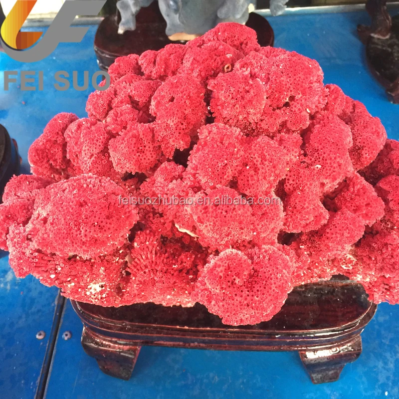 red coral for sale